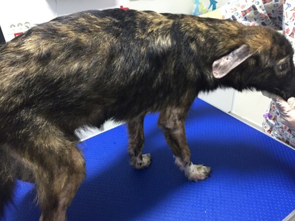 RONJA - reserviert NadineH - vermittelt – Bild 7