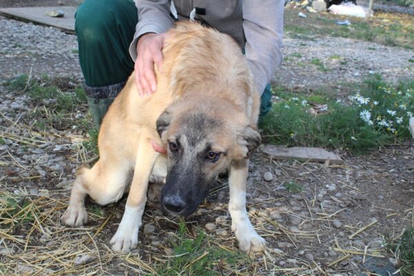 HOTCH (♂ )- seit mind. 2021 im Shelter – Bild 14
