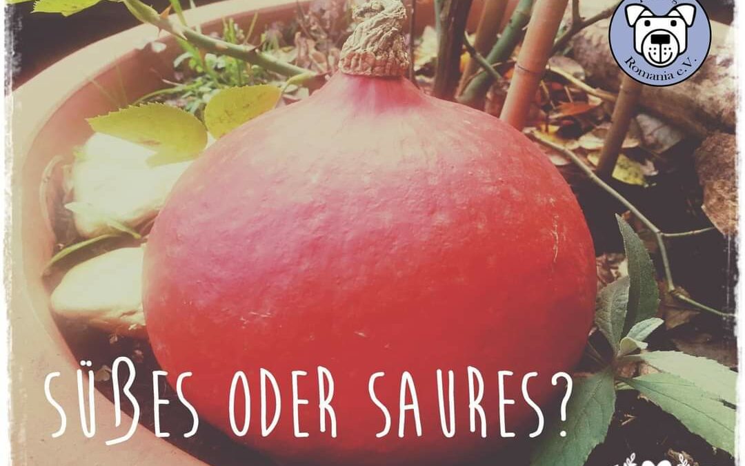 🎃Süßes oder Saures – Halloween SMS Aktion🎃