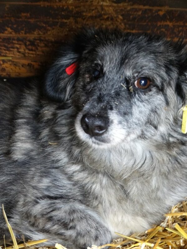 TESS - rechtes Auge wahrschl. blind - reserviert PVA (AL) - vermittelt – Bild 4