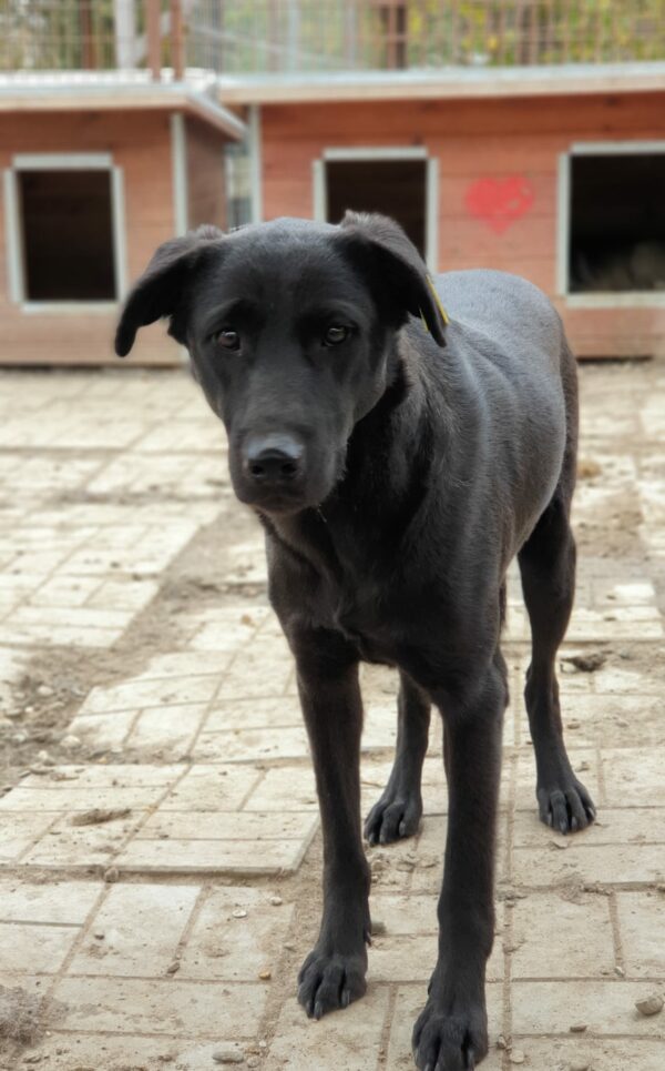 NAYELI (♀) – Bild 3