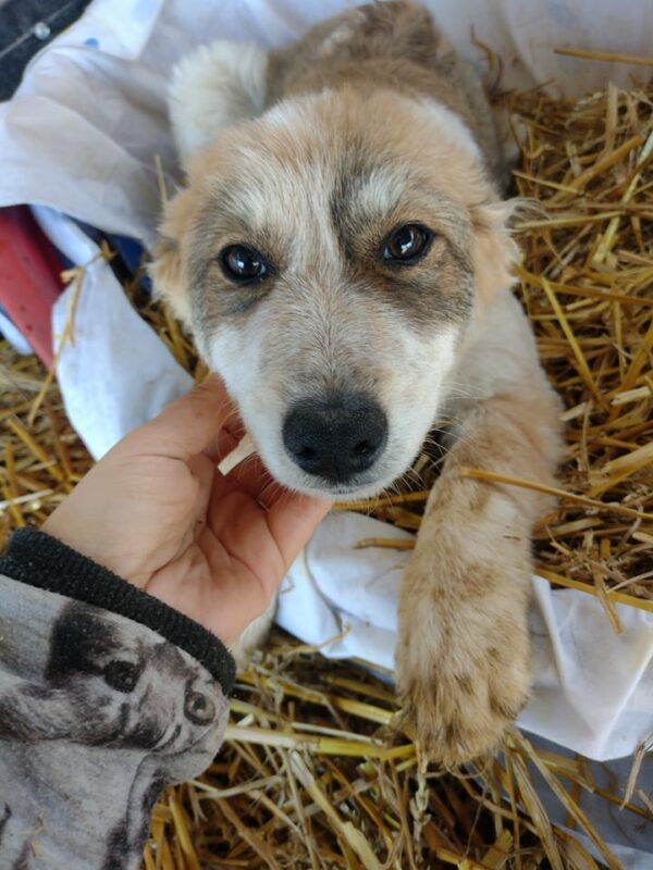 ALEC - reserviert 4animals - vermittelt – Bild 2