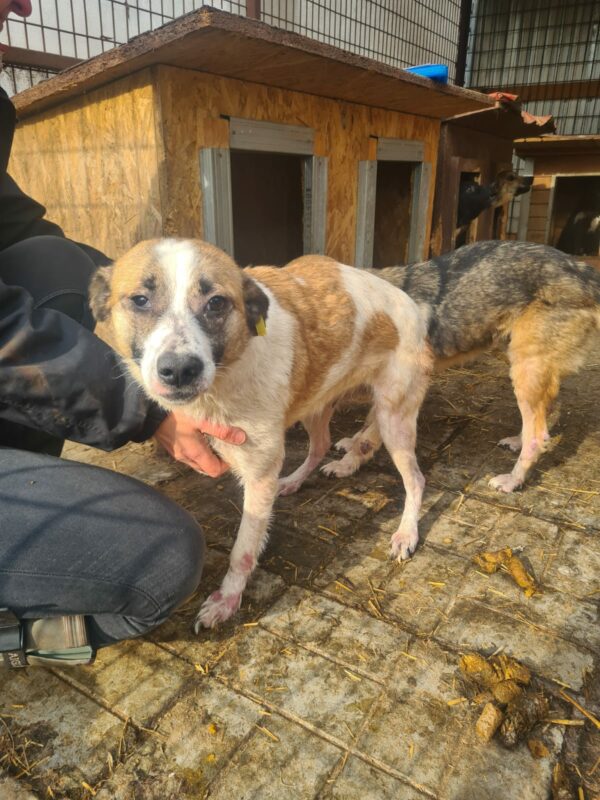 LILLYA - Notfall - reserviert Tierhilfe Lebenswert DR (03.03.) - vermittelt – Bild 2
