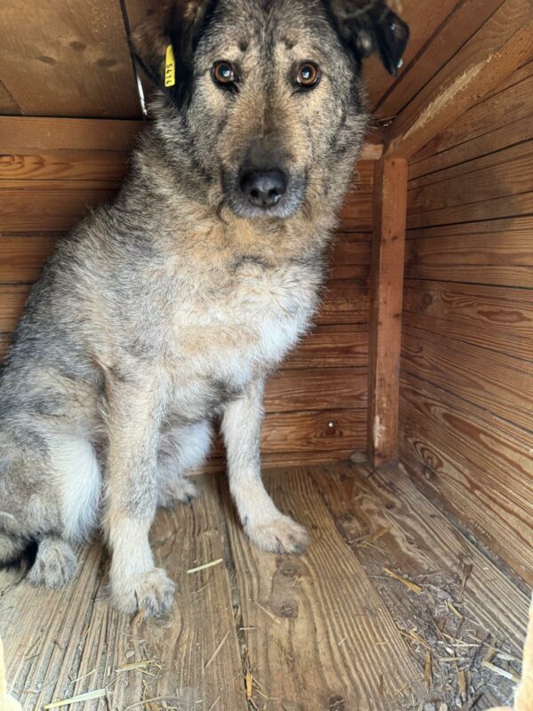 BALOU (♂) – Bild 2