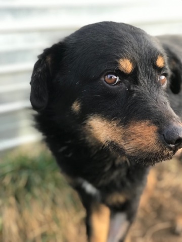 JURA - auf Pflegestelle in PLZ 44 *vermittelt* – Bild 6