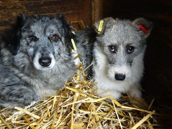 TESS - rechtes Auge wahrschl. blind - reserviert PVA (AL) - vermittelt – Bild 5