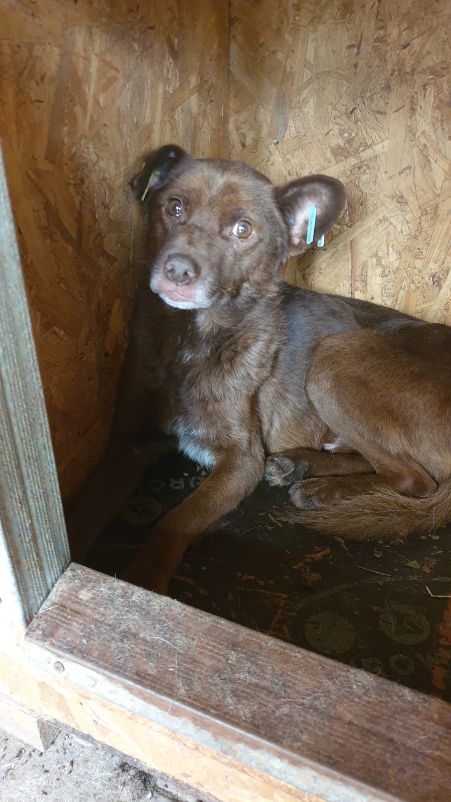 MARCELLINO - Notfall - reserviert (Betty) - vermittelt – Bild 2