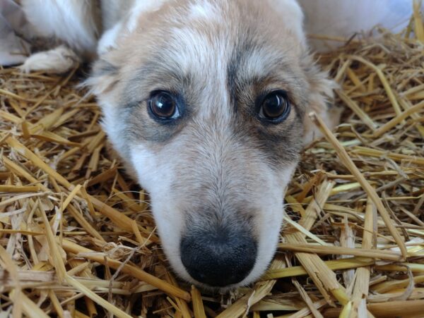 ALEC - reserviert 4animals - vermittelt – Bild 4