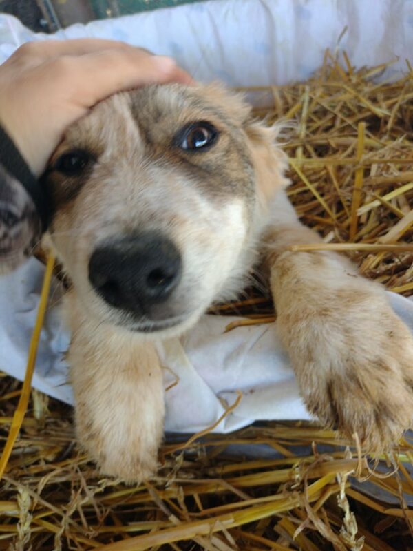 ALEC - reserviert 4animals - vermittelt – Bild 3