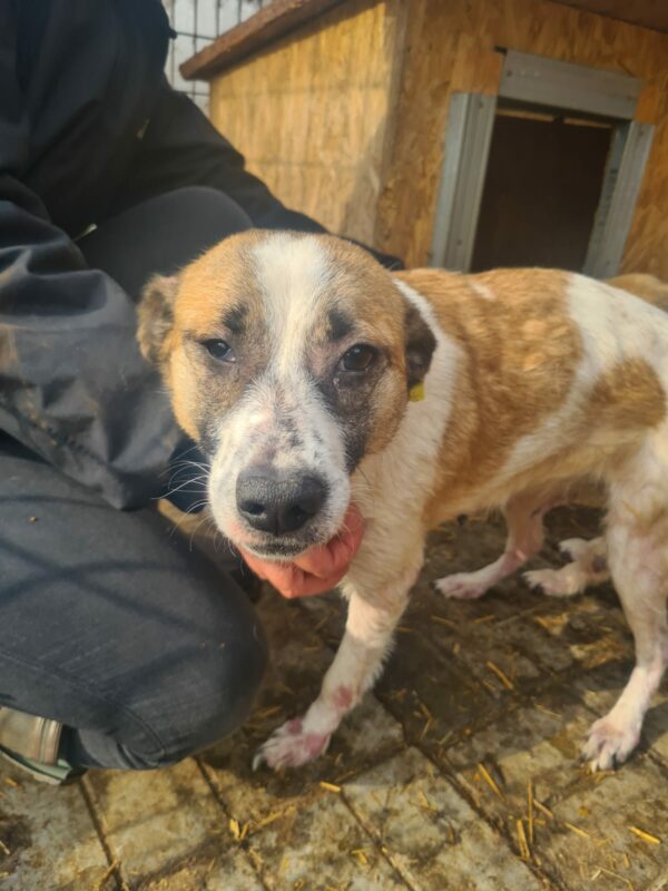 LILLYA - Notfall - reserviert Tierhilfe Lebenswert DR (03.03.) - vermittelt