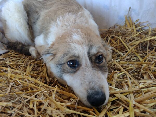 ALEC - reserviert 4animals - vermittelt – Bild 5