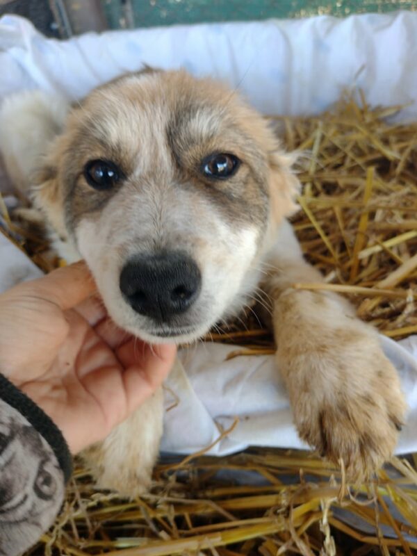 ALEC - reserviert 4animals - vermittelt