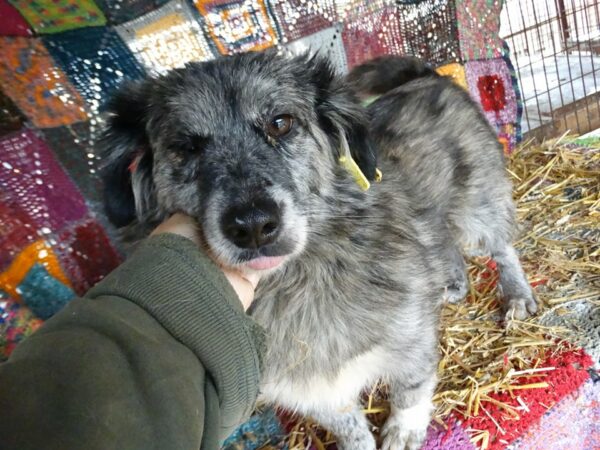 TESS - rechtes Auge wahrschl. blind - reserviert PVA (AL) - vermittelt – Bild 2