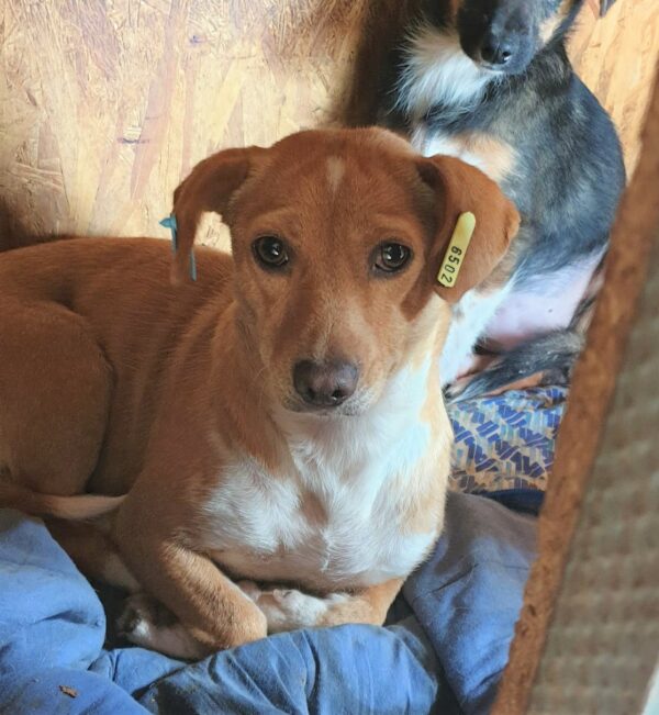 BEANS - auf Pflegestelle in PLZ 2 vermittelt – Bild 4