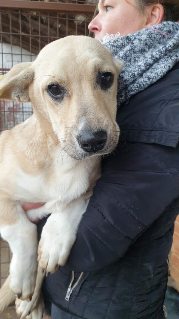 DAVE - reserviert Betty - vermittelt – Bild 4