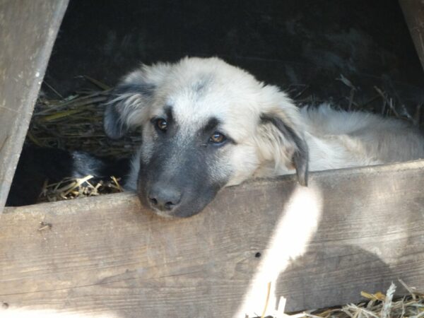 WINSTON - reserviert NH vermittelt – Bild 5