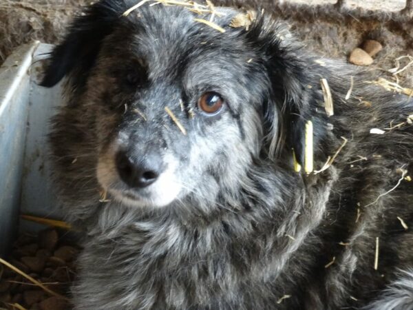 TESS - rechtes Auge wahrschl. blind - reserviert PVA (AL) - vermittelt – Bild 6