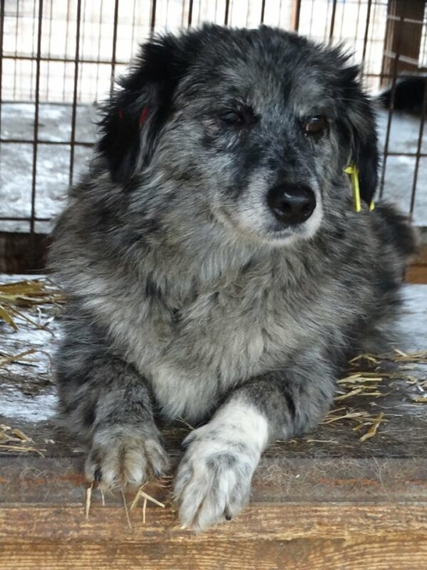 TESS - rechtes Auge wahrschl. blind - reserviert PVA (AL) - vermittelt – Bild 7