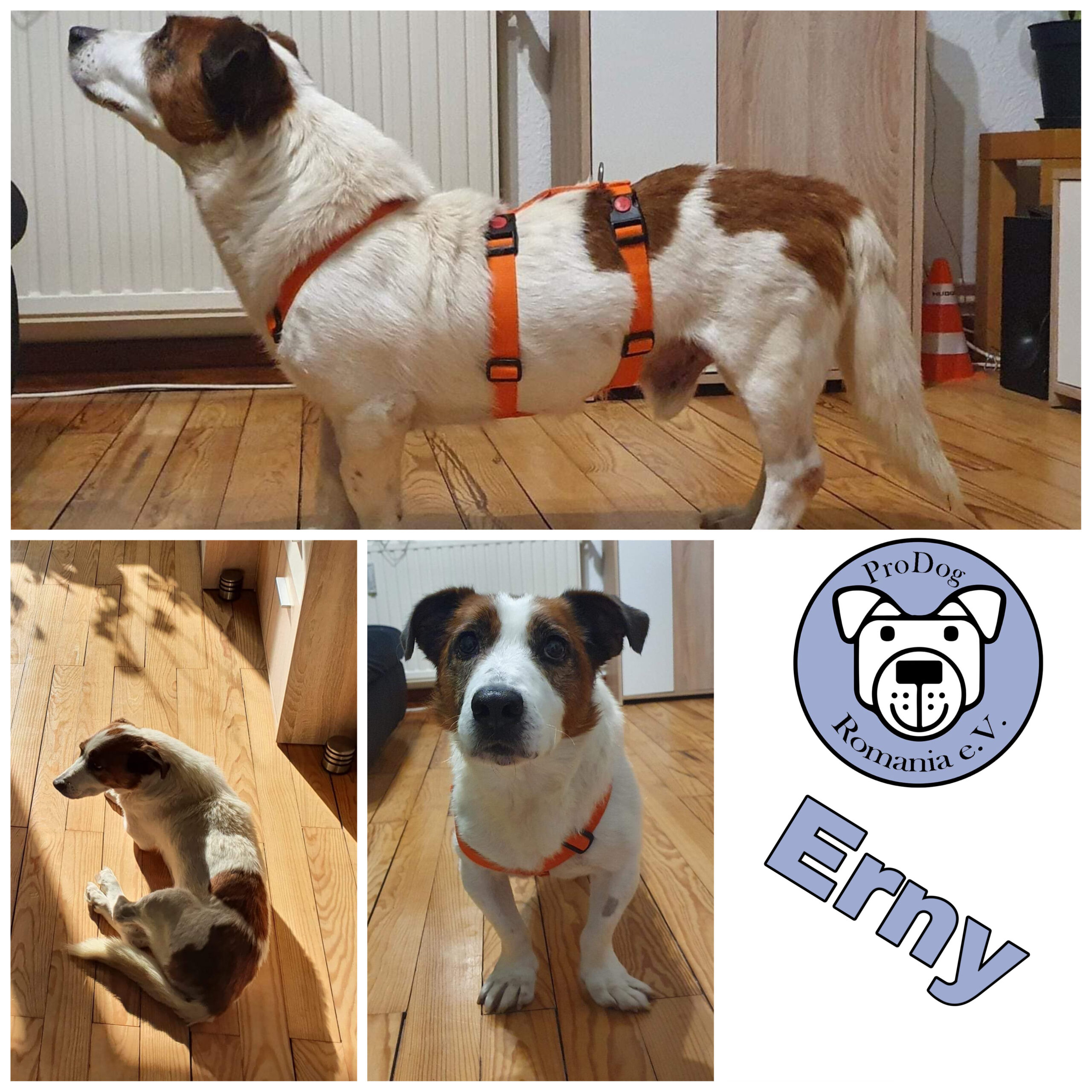 Erny in 66333 Völklingen *vermittelt*