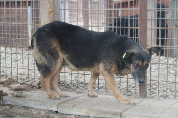 ALMA - vermisst 11/24