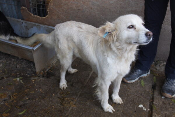 MANJU - reserviert 4animals - vermittelt – Bild 4