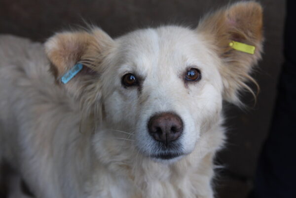MANJU - reserviert 4animals - vermittelt
