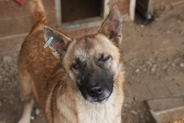 HARAS (♂) - seit 2021 im Shelter – Bild 6