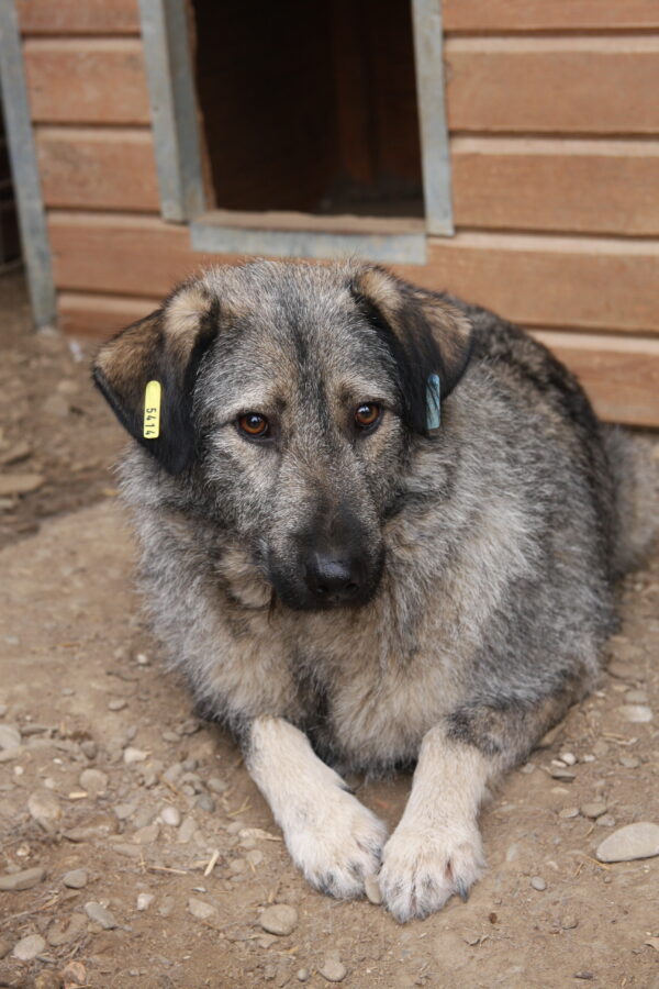 BALOU (♂) – Bild 3
