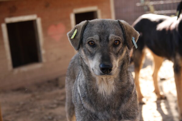 SHILA (♀) - seit mindestens 2021 im Shelter – Bild 13