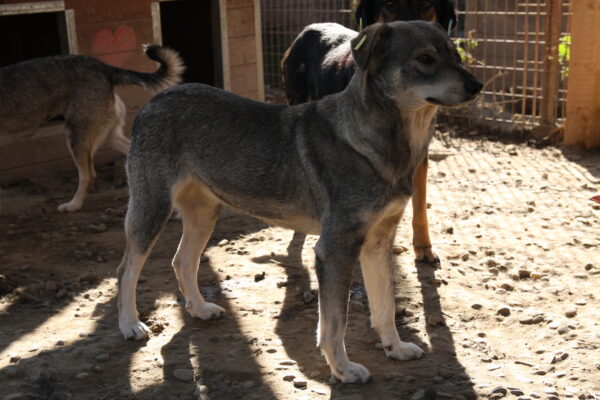 SHILA (♀) - seit mindestens 2021 im Shelter – Bild 14