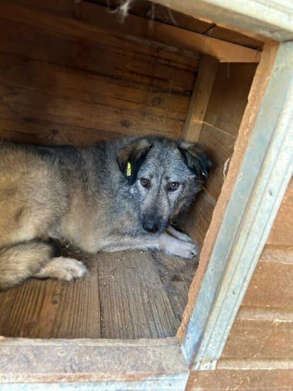 BALOU (♂) – Bild 4