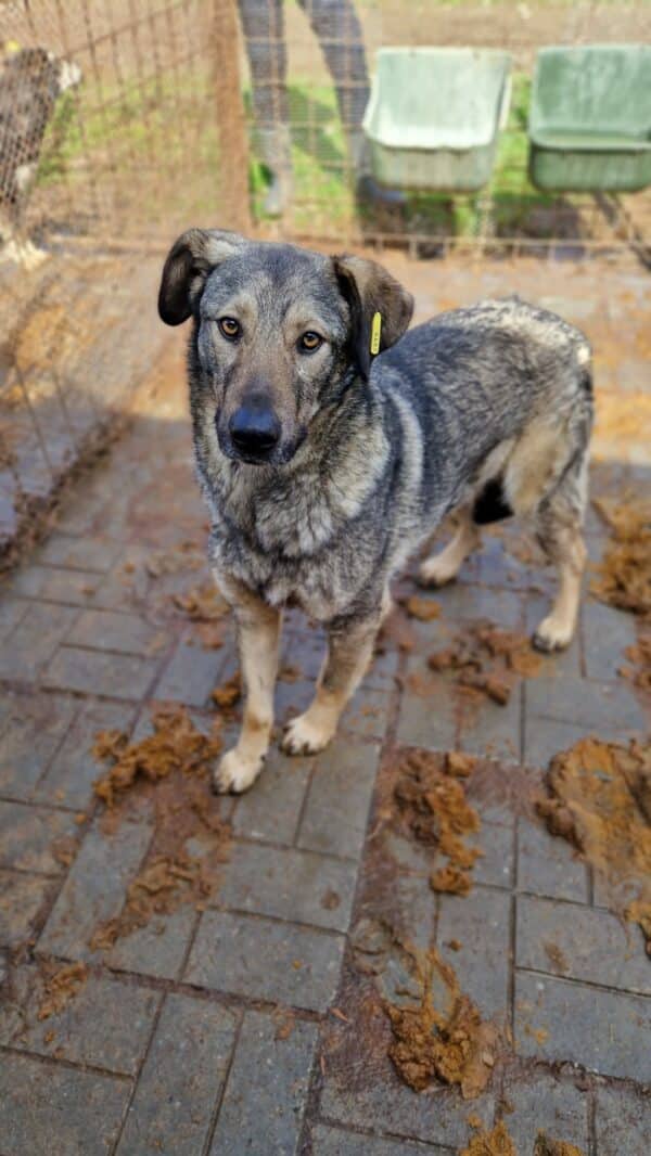 GREY (♂) - seit mind. 2021 im Shelter – Bild 4