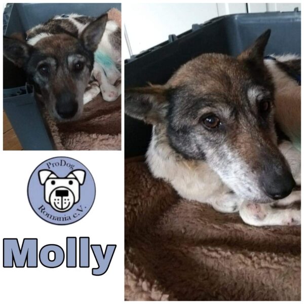 MOLLY - Gnadenplatzhund seit dem 06.11.2021