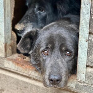 WISSAM (♂) - seit mind. Anfang 2019 im Shelter - Müde und entkräftet!