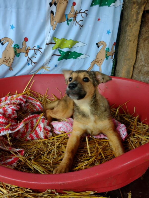 MAISY - reserviert MG - vermittelt – Bild 5