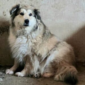 MELBA (♀) - auf PS im PLZ Bereich 38 (KK) - vermittelt