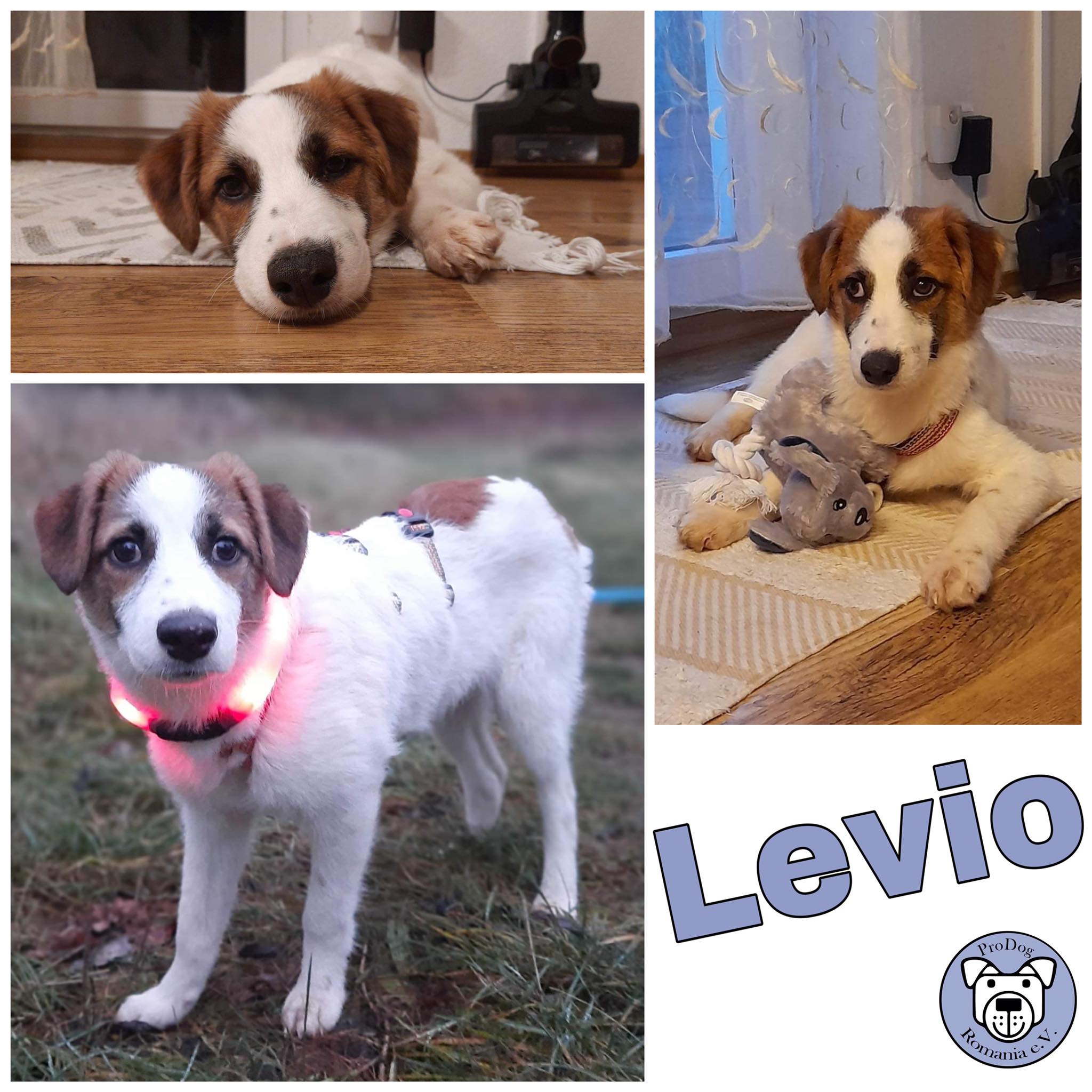 Levio in 38640 Goslar *vermittelt*