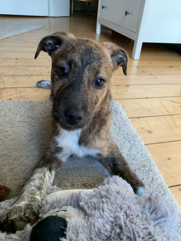 Lucie in 56564 Neuwied – Bild 10