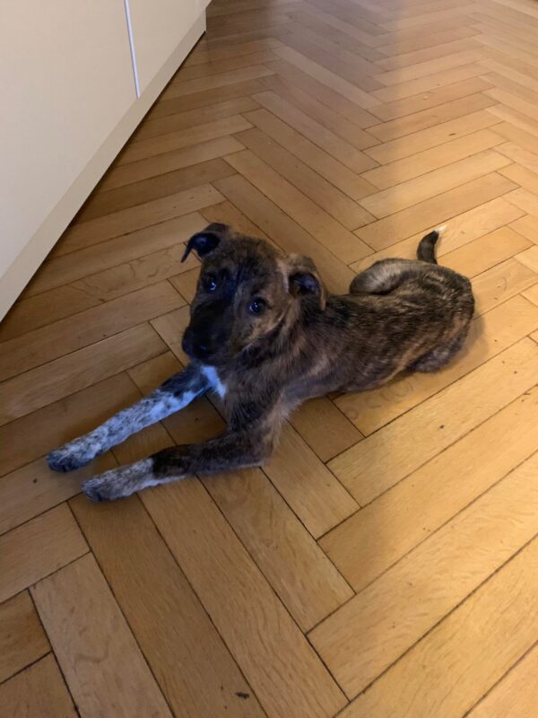 Lucie in 56564 Neuwied – Bild 6