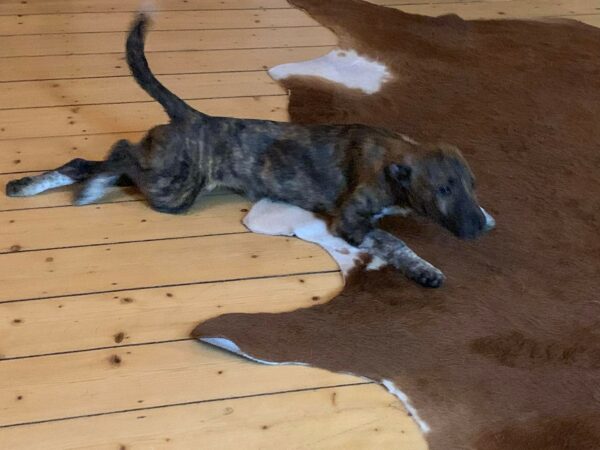 Lucie in 56564 Neuwied – Bild 8