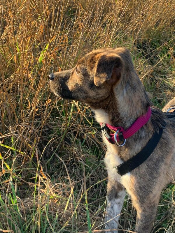 Lucie in 56564 Neuwied – Bild 2