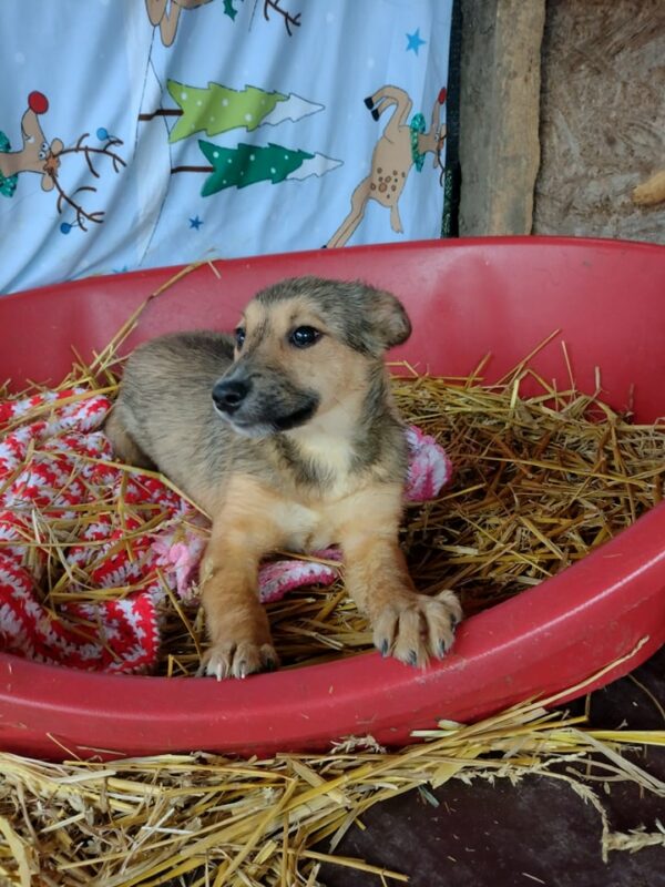 MAISY - reserviert MG - vermittelt – Bild 3