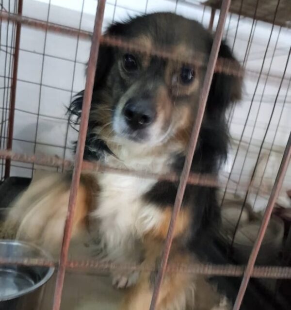 STEVE - reserviert 4animals - vermittelt – Bild 3