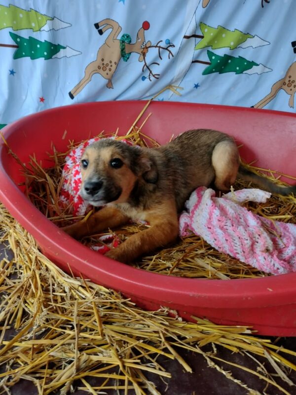 MAISY - reserviert MG - vermittelt – Bild 4