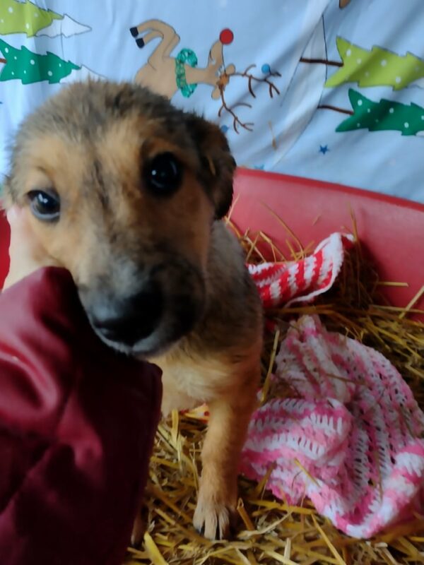 MAISY - reserviert MG - vermittelt – Bild 2