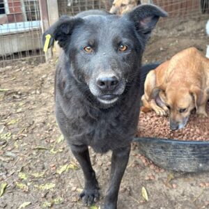 CARINJO (♂) - seit mindestens 2019 im Shelter