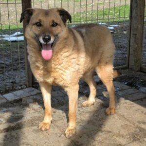 FRITZI (♂) - seit mindestens 2019 im Shelter