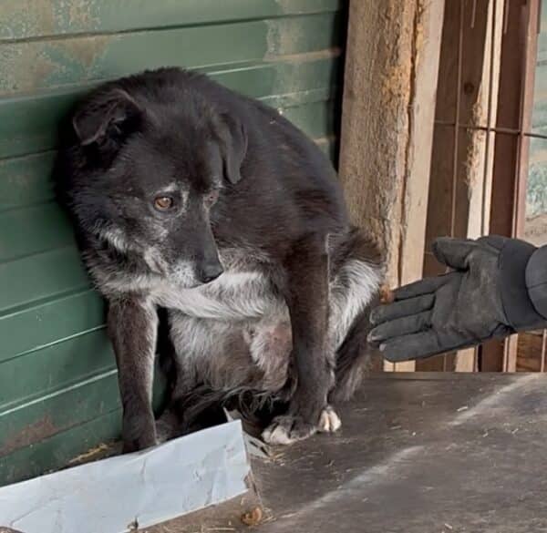 BUFFY (♂) - seit 2018 im Shelter – Bild 2