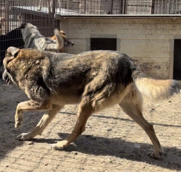 DARGO (♂) - Fehlstellung der Hinterhand - seit mind. 2019 im Shelter – Bild 5