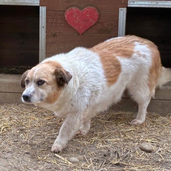 LIESEL (♀) - seit 2021 im Shelter – Bild 7